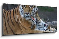 Obraz s hodinami 1D panorama - 120 x 50 cm F_AB17332495 - Tigermutter mit Kind