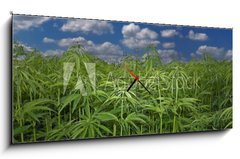 Obraz s hodinami   Cannabis Hanf Feld, 120 x 50 cm