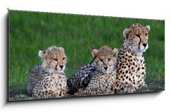 Obraz s hodinami 1D panorama - 120 x 50 cm F_AB177537572 - Maman gupard et ses 2 petits blottis sur un rocher, dans la savane verte du Parc Masa Mara, au Kenya