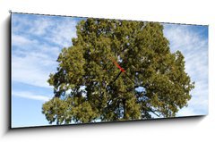 Obraz s hodinami 1D panorama - 120 x 50 cm F_AB17987334 - Large Oak Tree with Blue Sky - Velk dubov strom s modrou oblohou