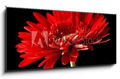 Obraz s hodinami 1D - 120 x 50 cm F_AB18414597 - Red daisy-gerbera on black background.