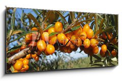 Obraz s hodinami 1D panorama - 120 x 50 cm F_AB18588117 - Reife Sanddornbeeren im Sonnenschein - Zral bobule rakytnku na slunci