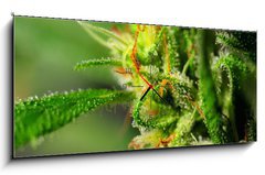 Obraz s hodinami 1D panorama - 120 x 50 cm F_AB18646563 - Marijuana - Marihuana