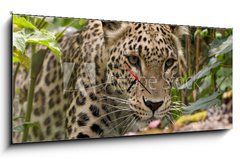 Obraz s hodinami   Persian Leopard, 120 x 50 cm