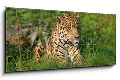 Obraz s hodinami 1D panorama - 120 x 50 cm F_AB19063802 - Leopard