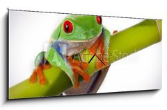 Obraz s hodinami   Bamboo Frog, 120 x 50 cm