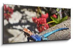 Obraz s hodinami   Red headed Rock Agama on rock, 120 x 50 cm