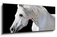 Obraz s hodinami 1D panorama - 120 x 50 cm F_AB20437114 - white horse isolated on black