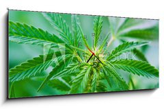 Obraz s hodinami 1D panorama - 120 x 50 cm F_AB20463346 - Cannabis - Konopí