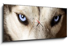 Obraz s hodinami   Close view of blue eyes of an Husky or Eskimo dog., 120 x 50 cm