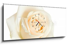 Obraz s hodinami 1D panorama - 120 x 50 cm F_AB2079431 - white rose isolated