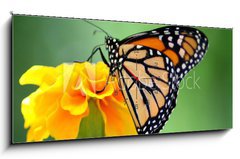 Obraz s hodinami 1D panorama - 120 x 50 cm F_AB2114104 - monarch butterfly - monarchový motýl