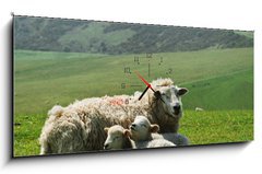 Obraz s hodinami 1D panorama - 120 x 50 cm F_AB21163445 - Ewe and lambs