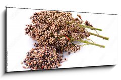 Obraz s hodinami 1D panorama - 120 x 50 cm F_AB220739322 - sorghum isolated on white background