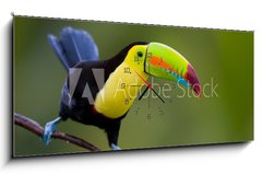 Obraz s hodinami 1D panorama - 120 x 50 cm F_AB22186231 - Keel Billed Toucan, from Central America.