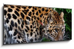 Obraz s hodinami 1D panorama - 120 x 50 cm F_AB22387623 - Amur Leopard eating meat