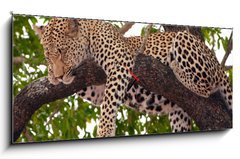Obraz s hodinami 1D panorama - 120 x 50 cm F_AB23087097 - Leopard sleeping on the tree