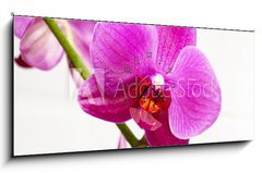 Obraz s hodinami 1D panorama - 120 x 50 cm F_AB23400240 - orchid