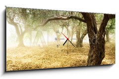 Obraz s hodinami   Old Olive Trees, 120 x 50 cm