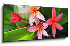 Obraz s hodinami   Plumeria flowers, 120 x 50 cm