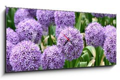 Obraz s hodinami 1D panorama - 120 x 50 cm F_AB23558133 - Giant Onion (Allium Giganteum) blooming in a garden - Giant cibule (Allium Giganteum) kvetoucí v zahradě