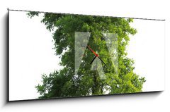 Obraz s hodinami 1D panorama - 120 x 50 cm F_AB23591299 - Tree isolated - Strom izolovaný