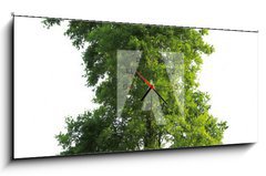 Obraz s hodinami 1D panorama - 120 x 50 cm F_AB23591299 - Tree isolated