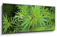 Obraz s hodinami 1D panorama - 120 x 50 cm F_AB23726779 - Cannabis