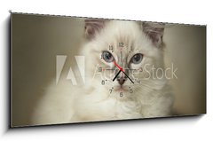 Obraz s hodinami 1D panorama - 120 x 50 cm F_AB24974948 - 16 week old ragdoll kitten - 16 týdnů staré ragdoll kotě