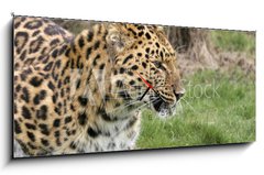 Obraz s hodinami 1D panorama - 120 x 50 cm F_AB2526283 - leopard