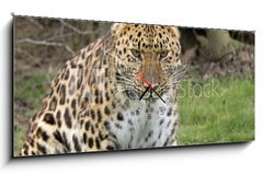 Obraz s hodinami 1D panorama - 120 x 50 cm F_AB2526308 - focused leopard