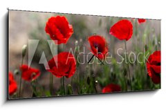 Obraz s hodinami 1D panorama - 120 x 50 cm F_AB254517671 - Red poppy on green weeds field. Poppy flowers.Close up poppy head. red poppy. Papaver rhoeas