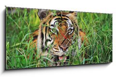 Obraz s hodinami 1D panorama - 120 x 50 cm F_AB25950312 - Bengal Tiger - Bengálský tygr