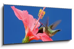 Obraz s hodinami   Male Ruby throated Hummingbird (archilochus colubris), 120 x 50 cm