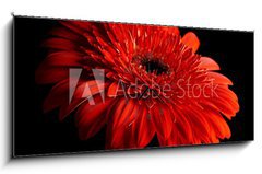 Obraz s hodinami   Red daisy gerbera on black background, 120 x 50 cm