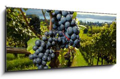 Obraz s hodinami 1D panorama - 120 x 50 cm F_AB26496881 - ripe Purple Grapes - zralé fialové hrozny