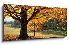 Obraz s hodinami   Golden Fall Foliage Autumn Yellow Maple Tree on golf course, 120 x 50 cm