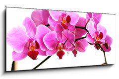 Obraz s hodinami 1D panorama - 120 x 50 cm F_AB2768352 - pink orchid - rov orchidej