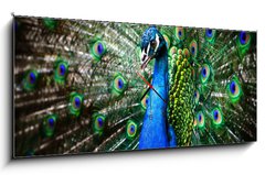 Obraz s hodinami   Beautiful peacock, 120 x 50 cm