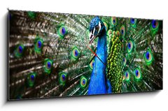 Obraz s hodinami 1D panorama - 120 x 50 cm F_AB27836858 - Beautiful peacock - Krásný páv