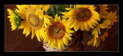 Obraz s hodinami   sunflover, 120 x 50 cm