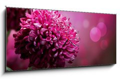 Obraz s hodinami 1D panorama - 120 x 50 cm F_AB28158442 - Dahlia Autumn flower design. With copy-space - Dahlia Podzimn kvtinov design. S kopi