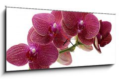 Obraz s hodinami 1D panorama - 120 x 50 cm F_AB28681970 - Macro of a beautiful pink orchid