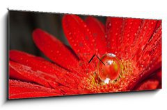 Obraz s hodinami 1D panorama - 120 x 50 cm F_AB28762930 - rote Gerbera mit Wassertropfen