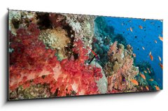 Obraz s hodinami 1D panorama - 120 x 50 cm F_AB29193498 - Marine life in the Red Sea. - Mořský život v Rudém moři.