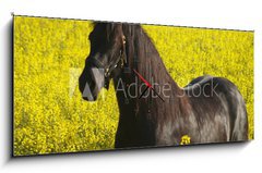 Obraz s hodinami 1D panorama - 120 x 50 cm F_AB29756657 - Immi im Raps - Immi v řepce