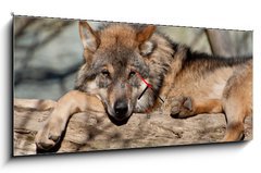 Obraz s hodinami   Knuddel mich, 120 x 50 cm