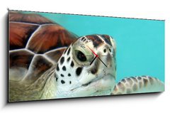 Obraz s hodinami 1D panorama - 120 x 50 cm F_AB3040978 - water turtle