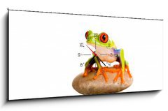 Obraz s hodinami 1D panorama - 120 x 50 cm F_AB30553672 - Red Eyed Tree Frog