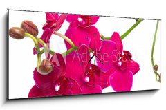 Obraz s hodinami 1D panorama - 120 x 50 cm F_AB30847359 - orchidea su sfondo bianco